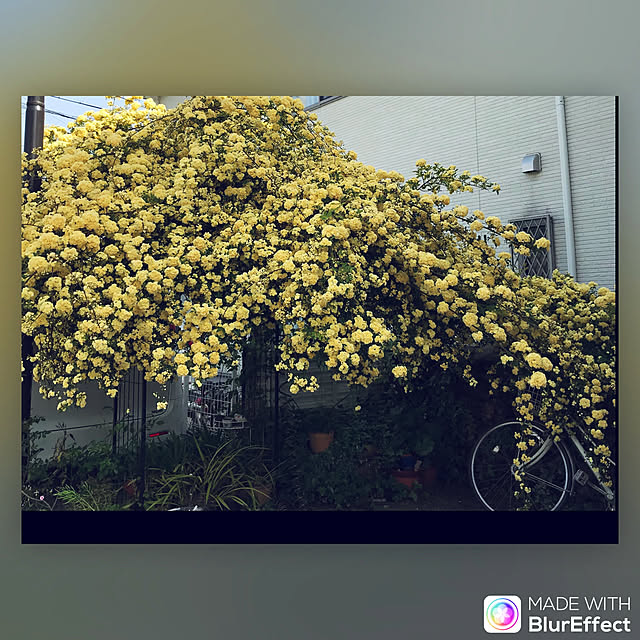ayomoyuさんの実例写真