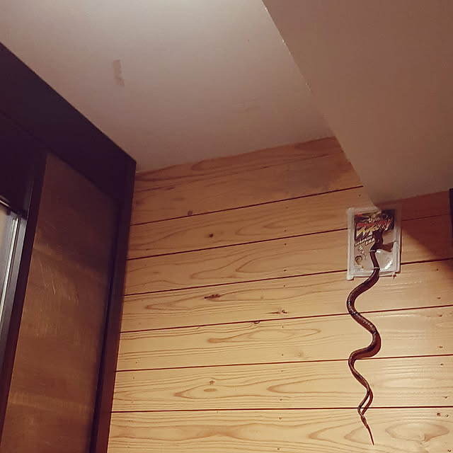 ranさんの実例写真