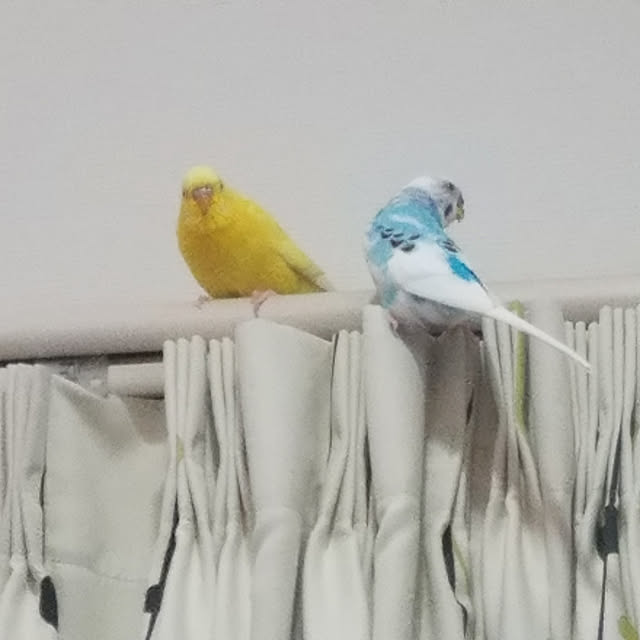 pastryさんの実例写真