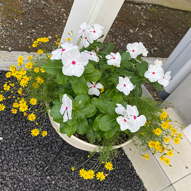 kurumiさんの実例写真