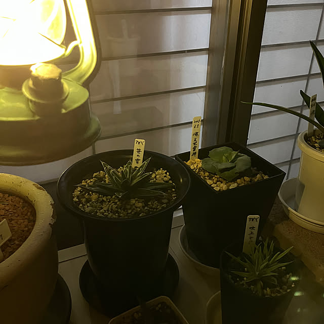 koshiregutyoさんの部屋