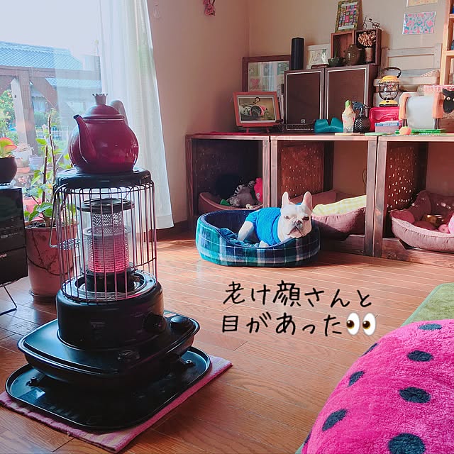 リビング/ストーブ/フレンチブルドック/犬/愛犬のインテリア実例 - 2017-02-03 06:38:42