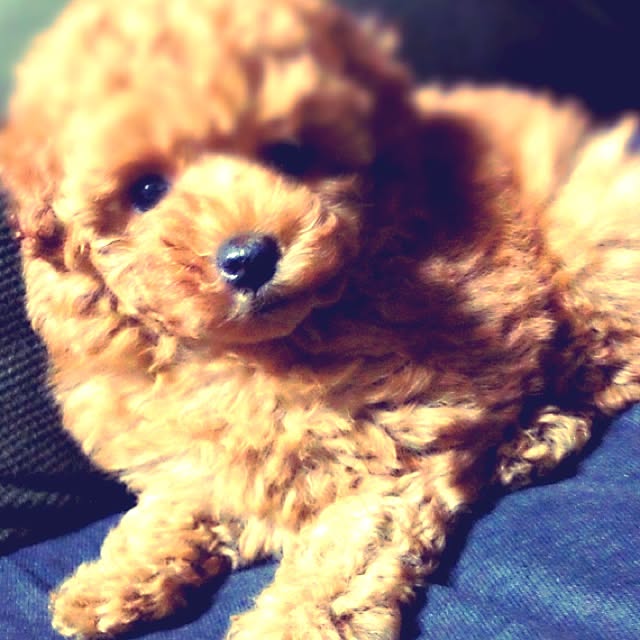 ofusuroさんの実例写真