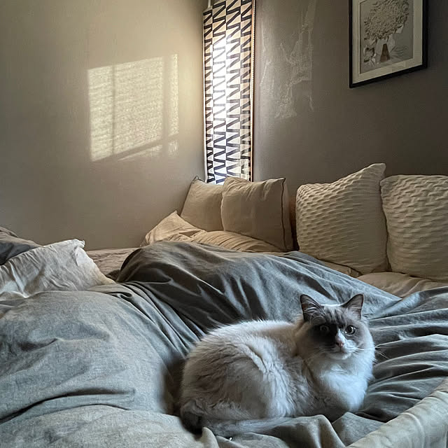 springさんの実例写真