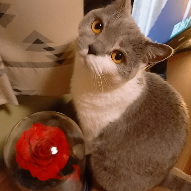 rhuさんの実例写真