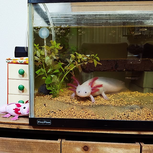 umeboshicyanさんの実例写真