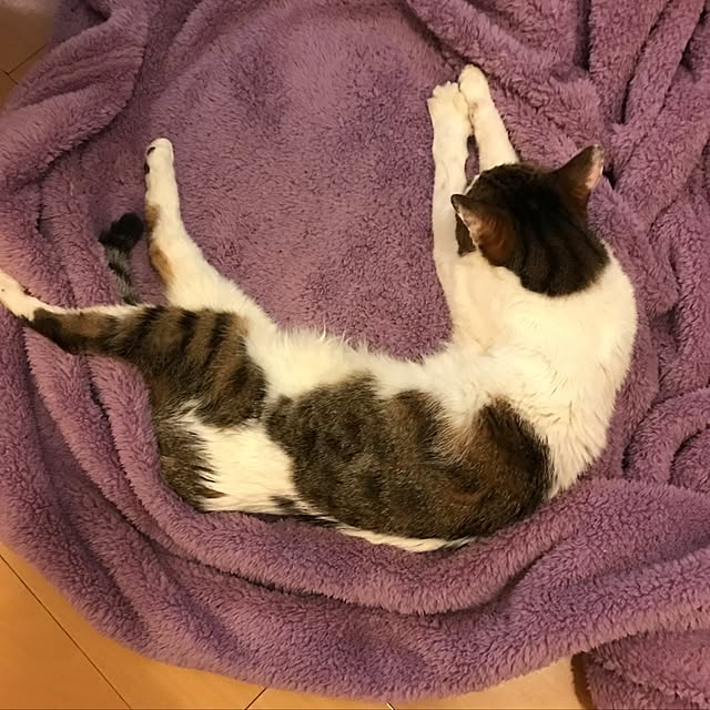 mi-mi-373さんの実例写真