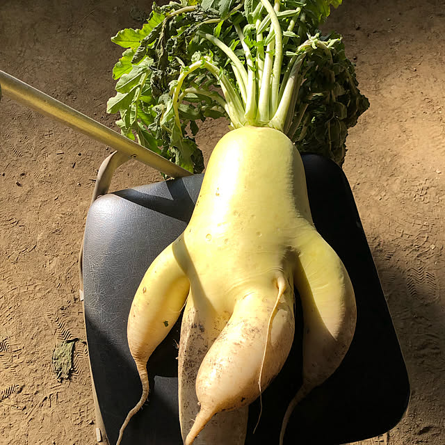 kazu15さんの実例写真