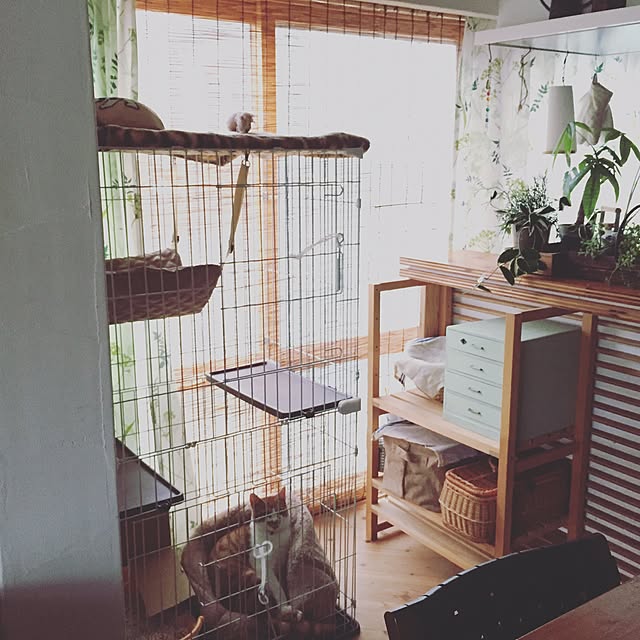 ベッド周り/ig→yuyusho.n/観葉植物/ペット/猫...などのインテリア実例 - 2017-04-09 14:00:02