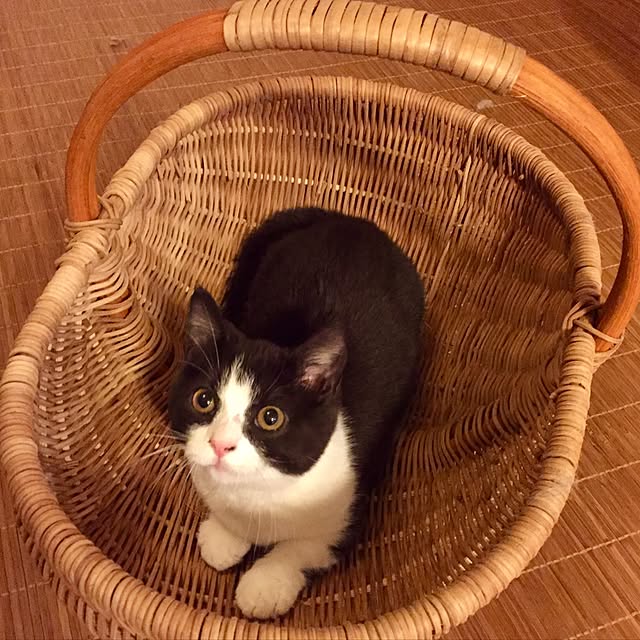 butachanさんの実例写真