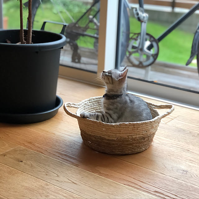 lemonさんの実例写真