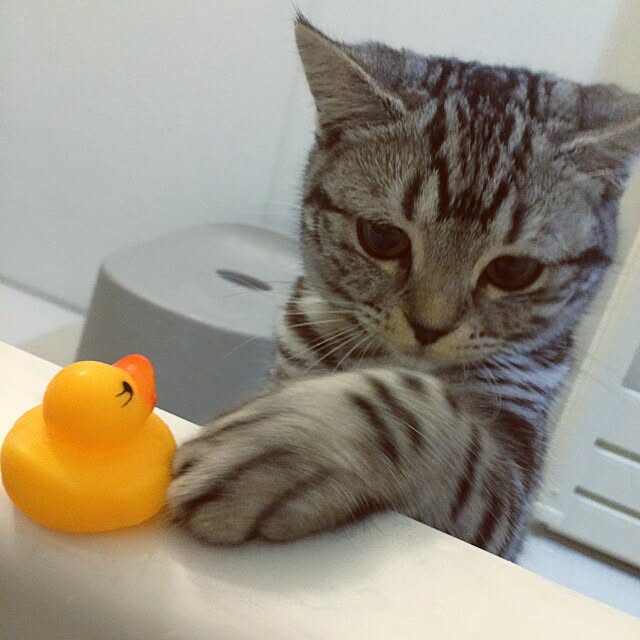 バス/トイレ/ねこのインテリア実例 - 2016-02-22 22:28:01