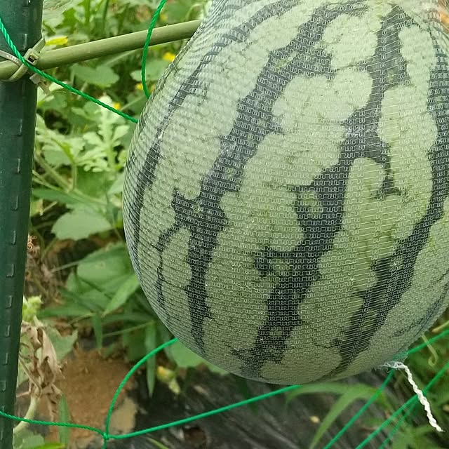 hakutomoroさんの部屋
