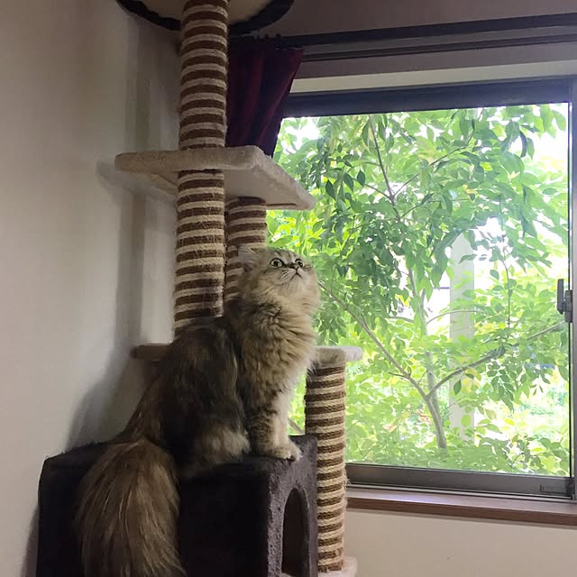 butachanさんの実例写真