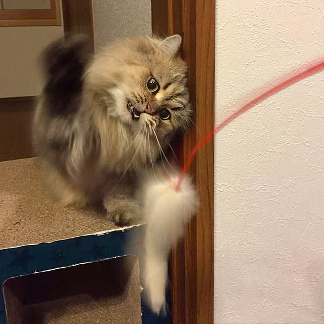 butachanさんの実例写真