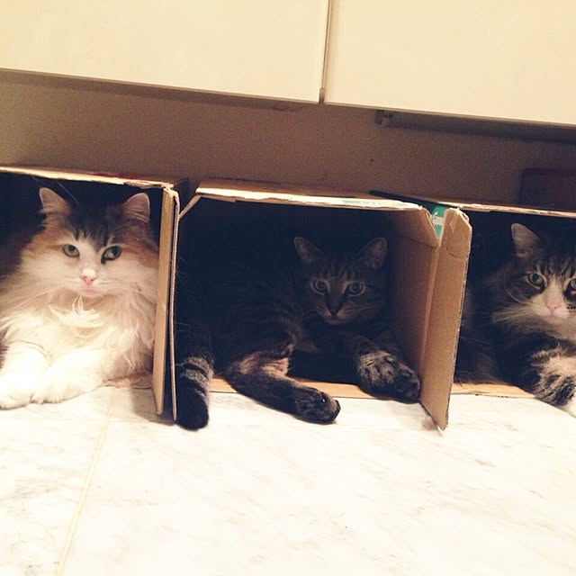 6さんの実例写真