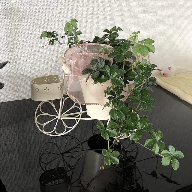 棚/観葉植物のインテリア実例 - 2018-05-19 15:09:17