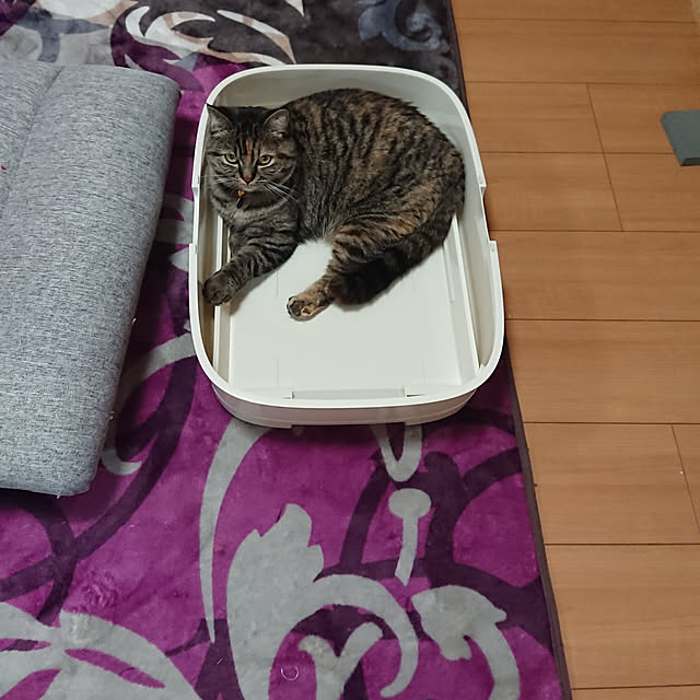 noguriさんの実例写真