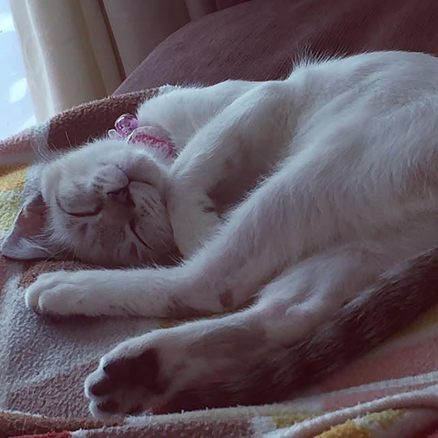 リビング/猫のインテリア実例 - 2018-12-24 22:53:20