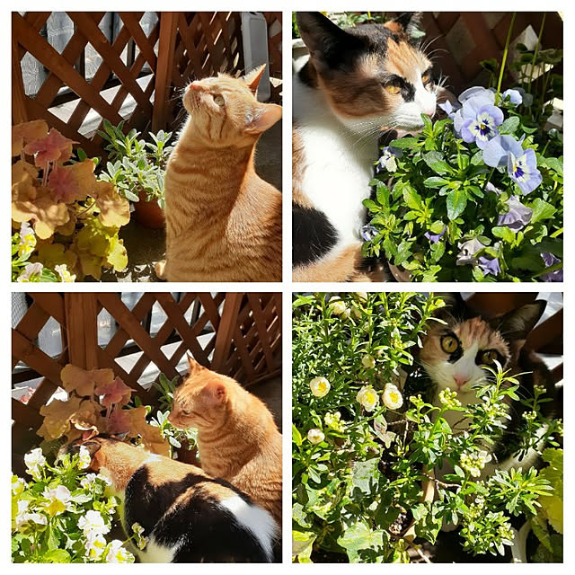 chisaviさんの実例写真