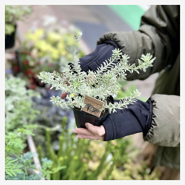 Royal_Gardeners_Clubさんの実例写真