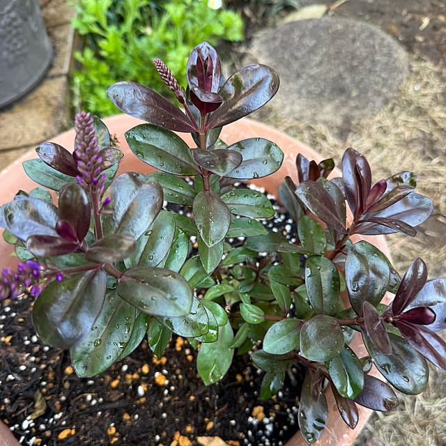 mamizaさんの部屋