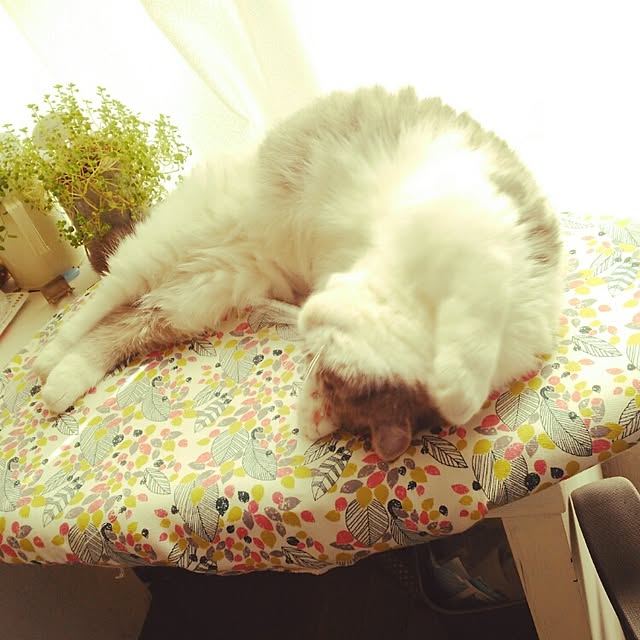 otoさんの実例写真