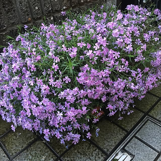 Miwaさんの実例写真