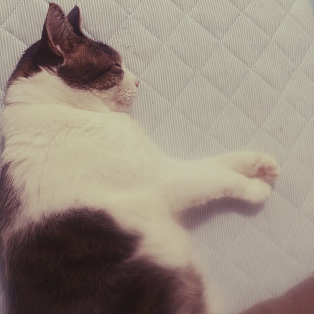 minkokoさんの実例写真