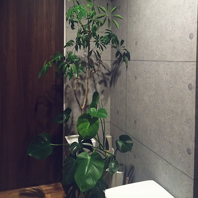 壁/天井/観葉植物/植物/書斎/イスのインテリア実例 - 2014-11-03 00:26:45