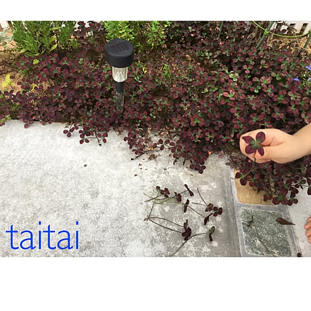 taitaiさんの実例写真