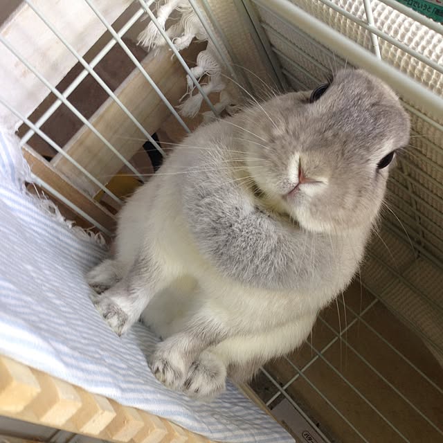 yokomokoさんの実例写真