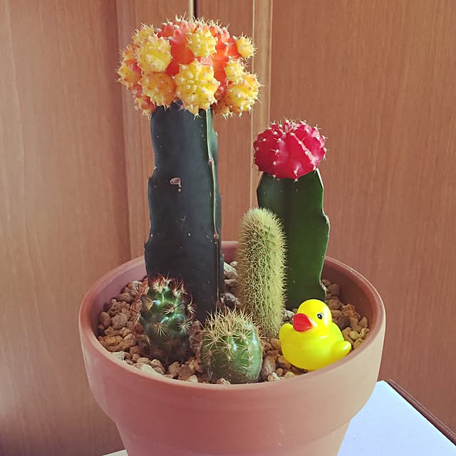 risaponさんの実例写真