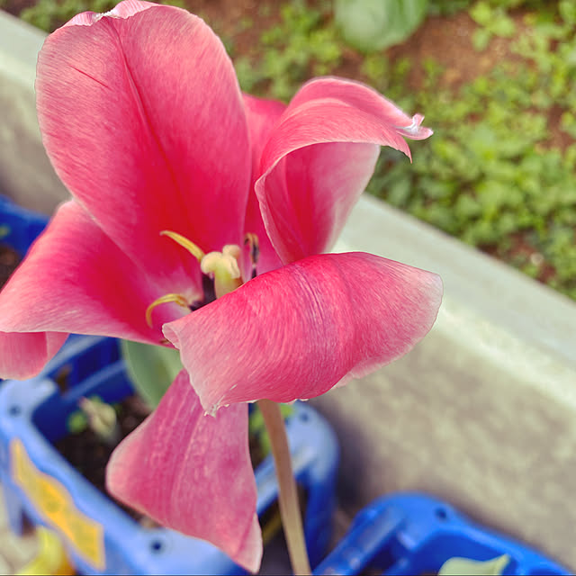 lillyさんの実例写真