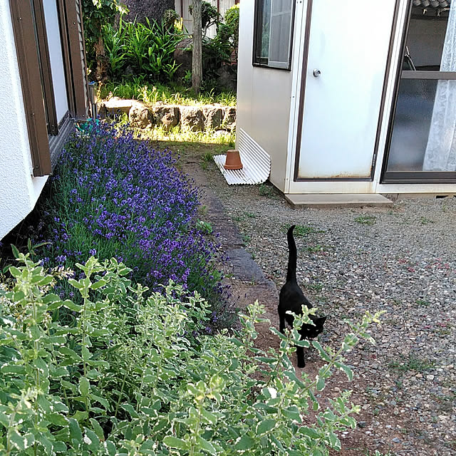 hiroさんの実例写真