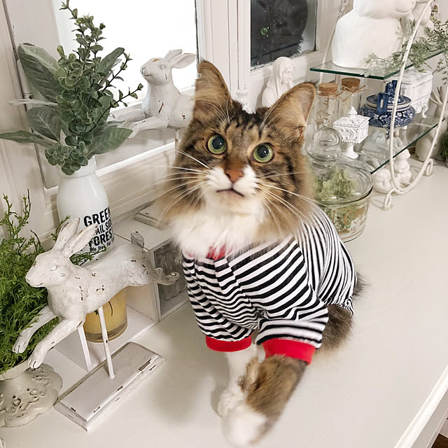 yuchiさんの実例写真