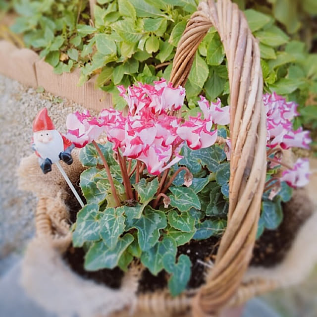 aikkoさんの実例写真