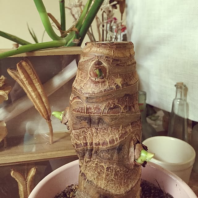 Norikoさんの実例写真