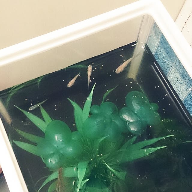 soraさんの実例写真