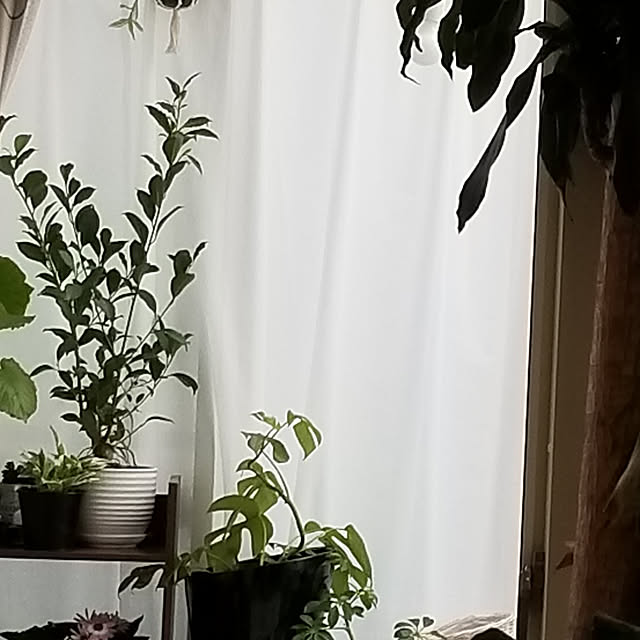 korokoroさんの実例写真