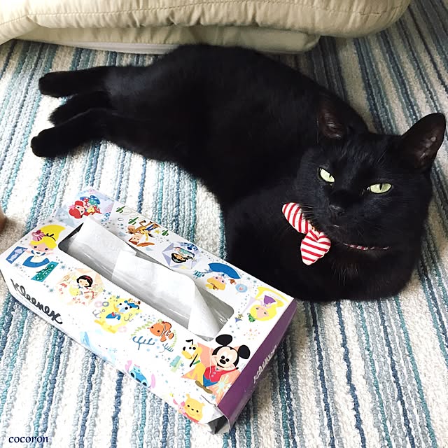 cocoronさんの実例写真