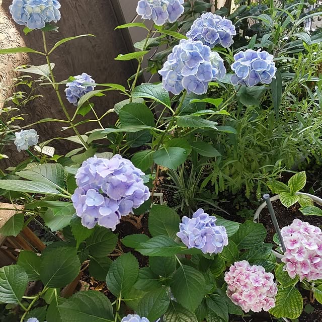 玄関/入り口/植物のある暮らし/お気に入りに囲まれて/花のある暮らし/ガーデニング...などのインテリア実例 - 2025-06-04 17:00:19