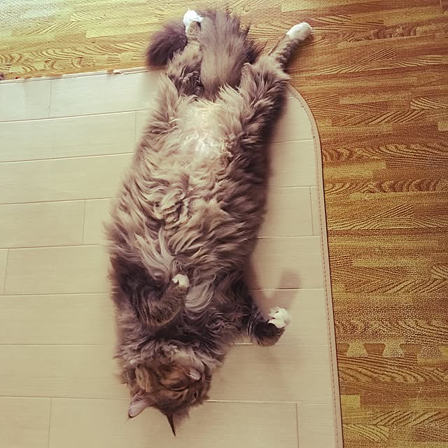 CATさんの実例写真
