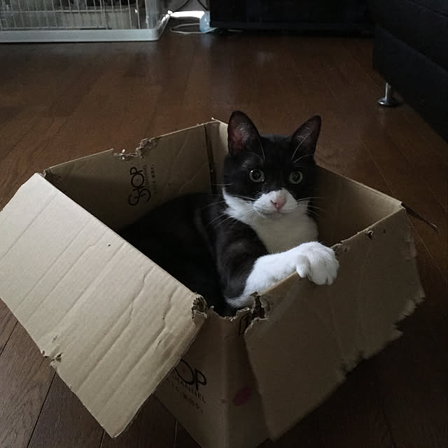 chiさんの実例写真