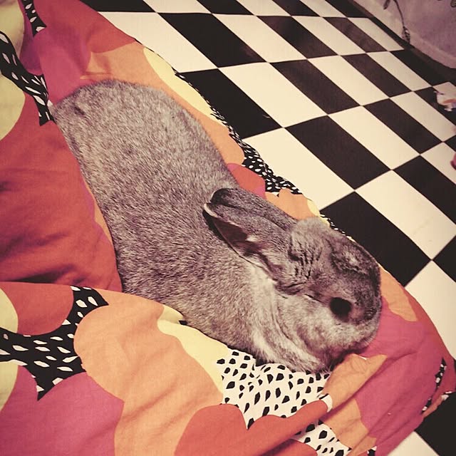AKOLAIさんの実例写真