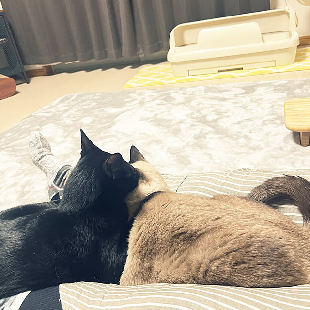 43さんの実例写真