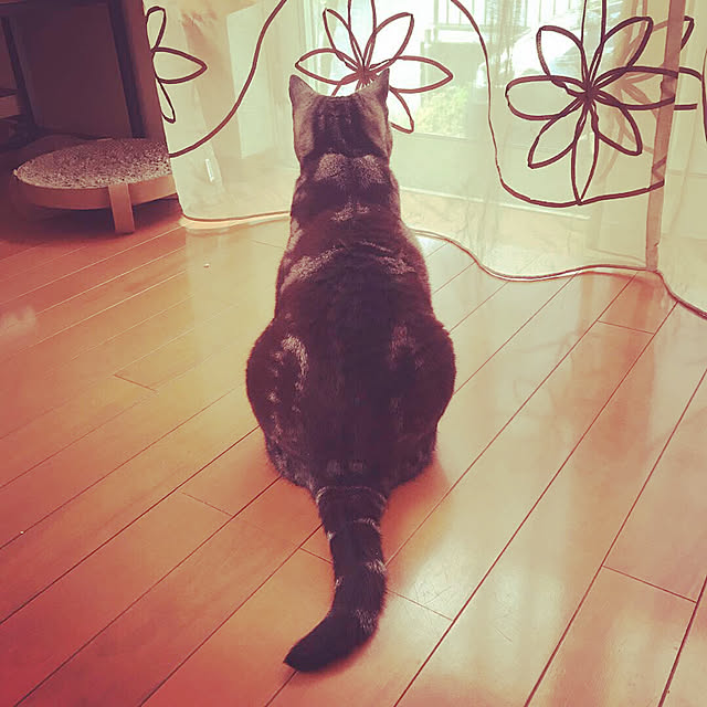 Yokoさんの実例写真
