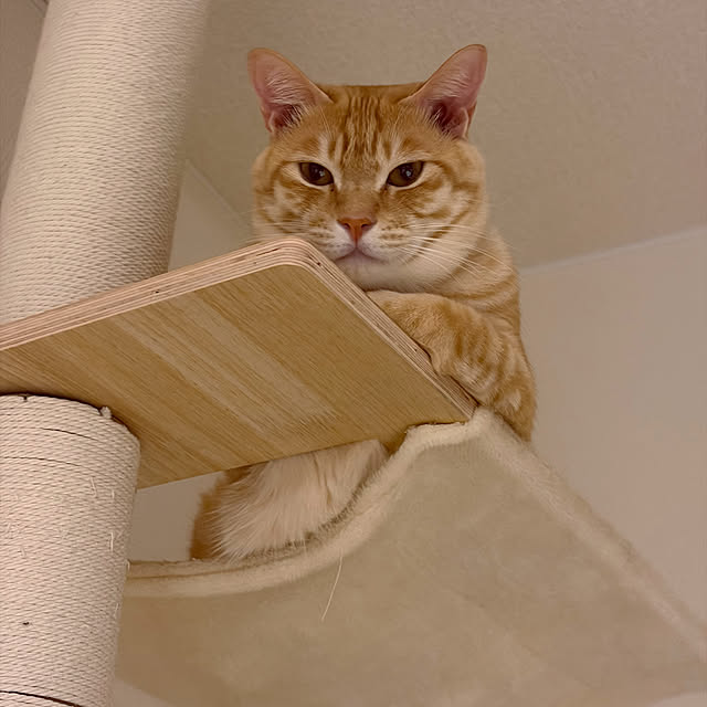 chiiさんのお部屋の写真