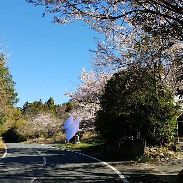 桜の拡散/桜　さくら/田舎暮らし/まだまだこれから/自分たちでちょっとづつ...などのインテリア実例 - 2019-04-10 10:14:00