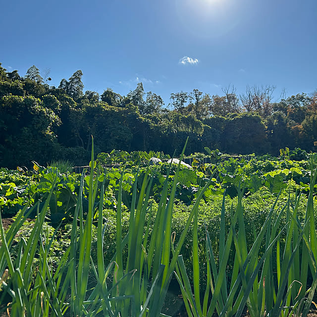 hatsugaさんの部屋